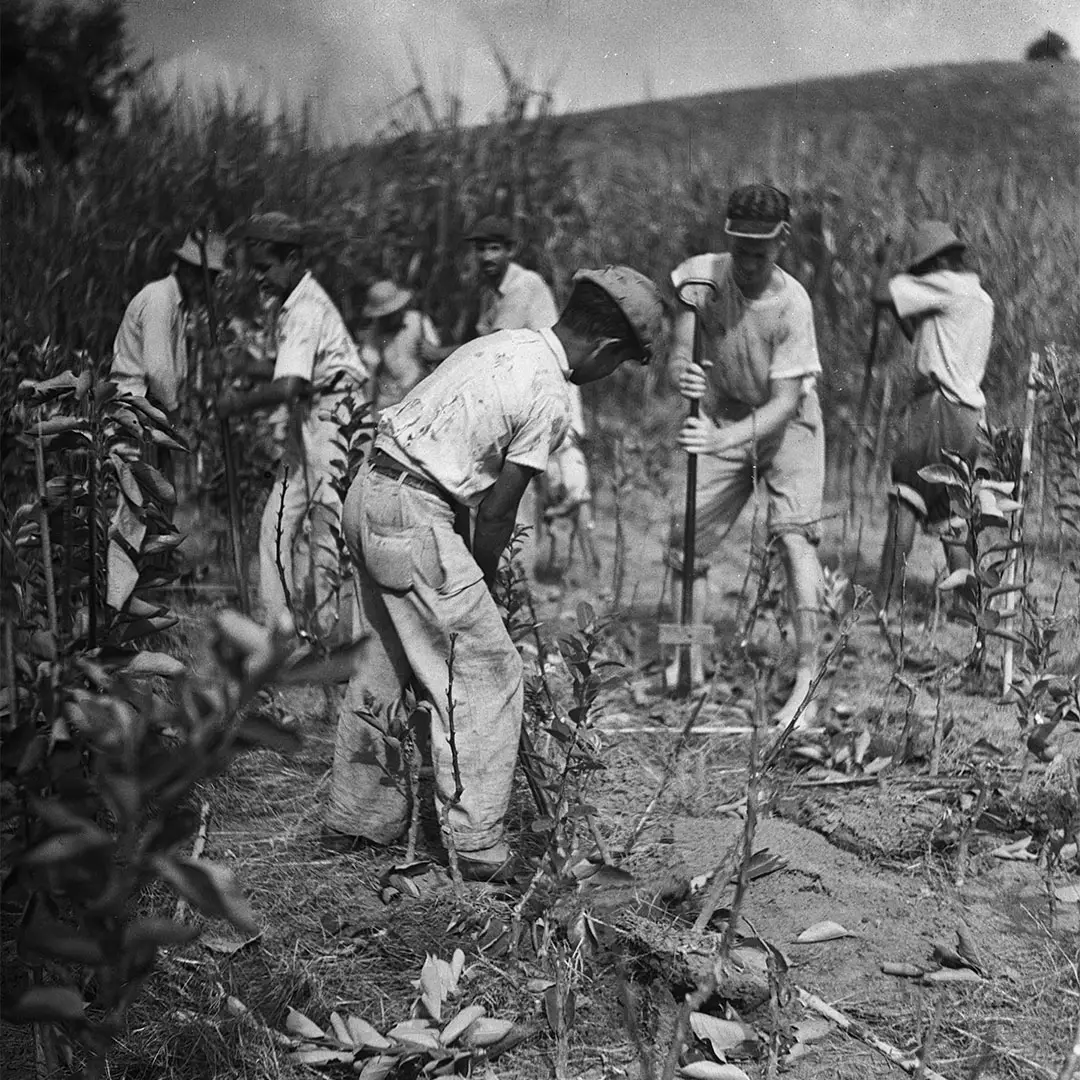 Plantação de mudas de laranjeira