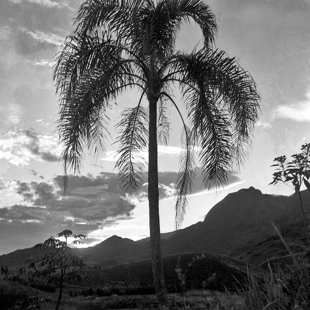 A Palmeira e a Índia de Pedra